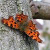 Un papillon robert le diable sur un vieux  poteau en acacia.Pascal Mathias